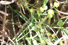 Euphorbia ipecacuanhae