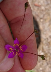 Phemeranthus mengesii