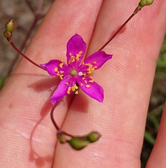 Phemeranthus mengesii
