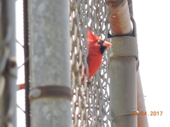 Cardinalis cardinalis