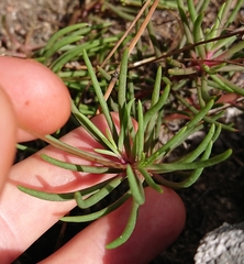 Phemeranthus mengesii