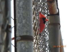 Cardinalis cardinalis