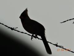 Cardinalis cardinalis