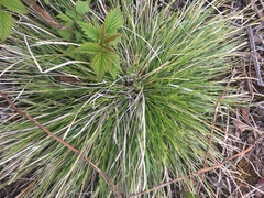 Piptatheropsis pungens