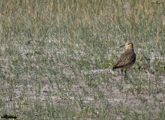 Oreopholus ruficollis