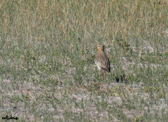 Oreopholus ruficollis