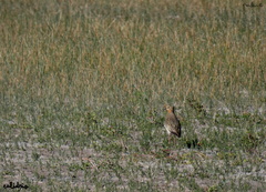Oreopholus ruficollis