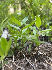 Moehringia
