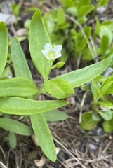 Moehringia