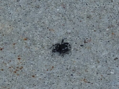 Bold Jumping Spider photographed in Kansas