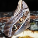 Bubocula Owl-Butterfly - Photo (c) Kimberlie Sasan, some rights reserved (CC BY-ND), uploaded by Kimberlie Sasan