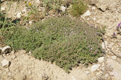 Thymus callieri