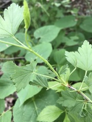 Ribes hirtellum