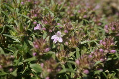 Thymus callieri