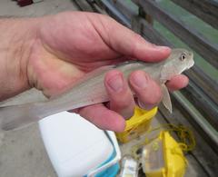 Menticirrhus littoralis