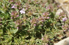 Thymus callieri