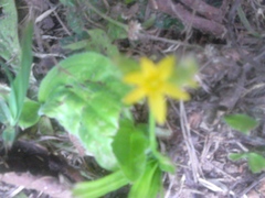 Melampodium paniculatum