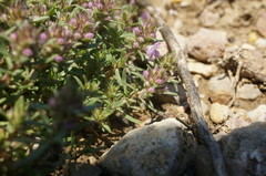Thymus callieri