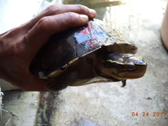 Cuora amboinensis couro