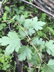 Ribes hirtellum