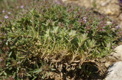 Thymus callieri