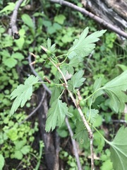 Ribes hirtellum