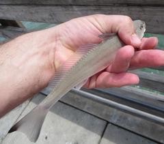 Menticirrhus littoralis