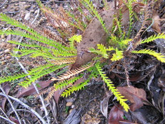 Banksia arctotidis