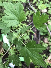 Ribes hirtellum
