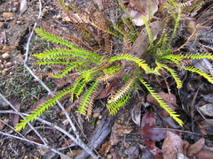 Banksia arctotidis
