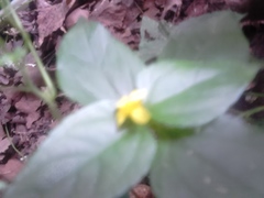 Melampodium paniculatum