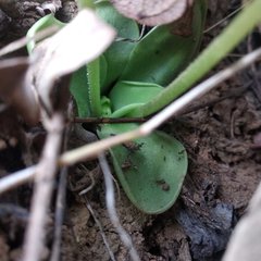 Pinguicula moranensis