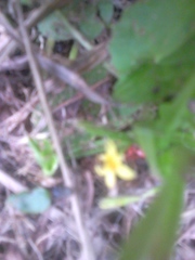 Melampodium paniculatum