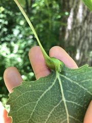 Pemphigus populicaulis