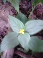 Melampodium paniculatum