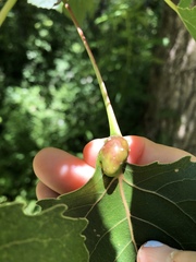 Pemphigus populicaulis