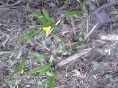 Melampodium paniculatum