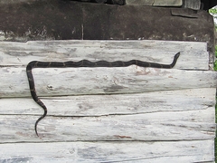 Elaphe schrenckii