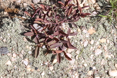 Euphorbia ipecacuanhae