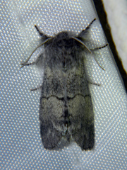 Gluphisia lintneri