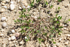 Euphorbia ipecacuanhae