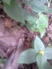 Melampodium paniculatum