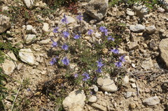 Veronica taurica