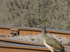 Ortalis poliocephala