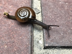 Macrochlamys nitidissima