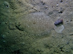 Pseudorhombus arsius