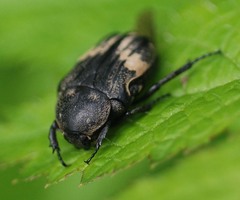 Glycyphana fulvistemma