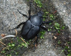 Dicronocephalus adamsi