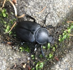 Dicronocephalus adamsi