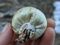 Pholiota nubigena